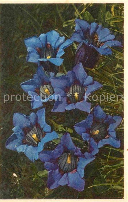 Blumen Kochscher Enzian Gentiana Kochiana