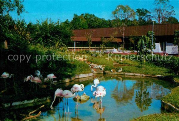 Singapore Flamingoes at a pond in the zoo