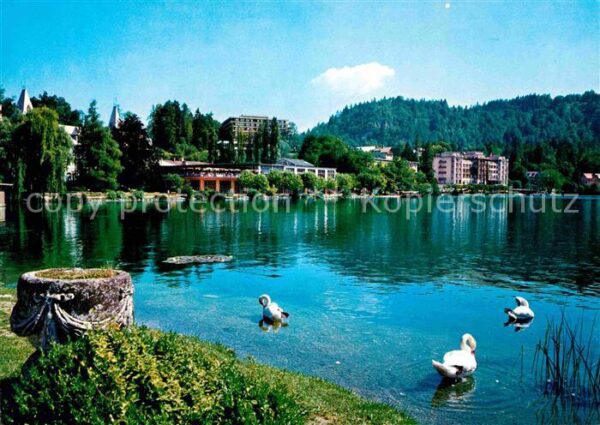 Bled Uferpartie am Veldeser See Schwäne