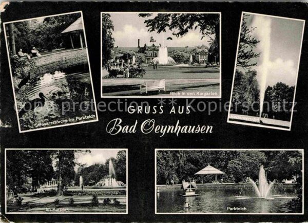 Bad Oeynhausen Schwarzstörche Parkteich Kurgarten Jord