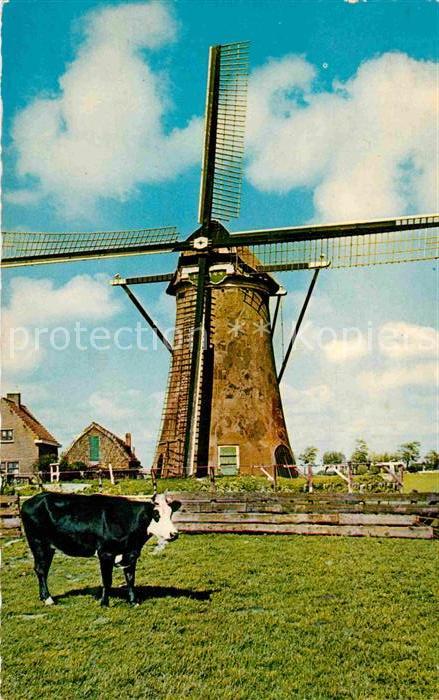 Niederlande Hollandse Molen Holländische Mühle Kuh