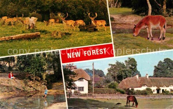 New Forest Damwild Pony Partie am Fluss