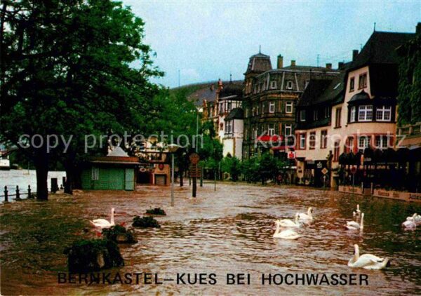 Bernkastel-Kues Moselufer bei Hochwasser Schwäne
