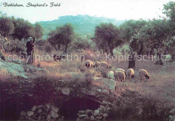 Bethlehem Yerushalayim Schafherde Hirten