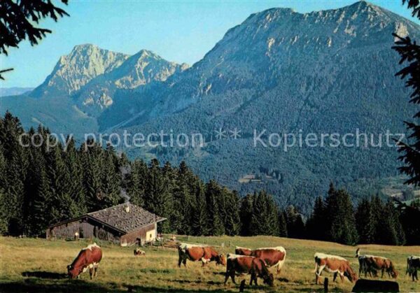 Inzell Bäckeralm Teisenberg Hochstaufen Zwiese