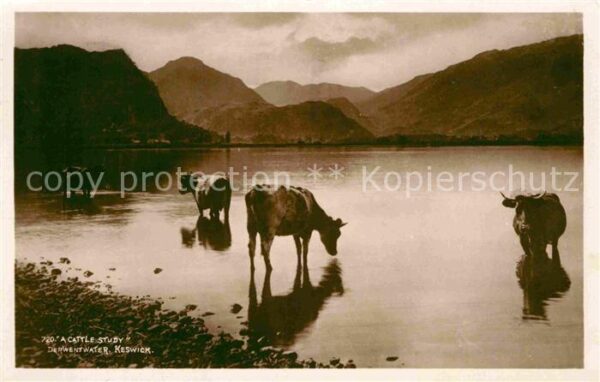 Keswick Kühe am Wasser