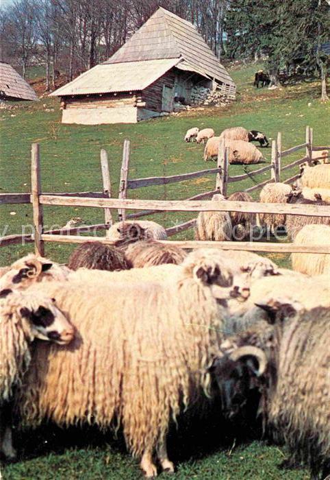 Jugoslawien Yugoslavie Vlasic Schafherde