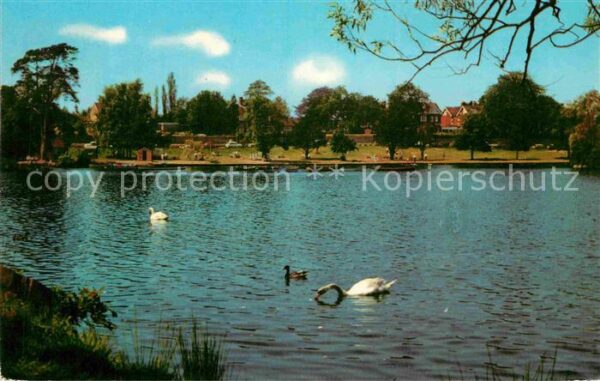 Petersfield Lake Schwäne