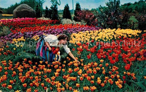Amsterdam Niederlande Bloemenvelden in Bloei