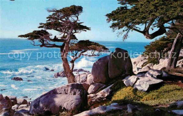 Pebble Beach Pescadero Point Cypress