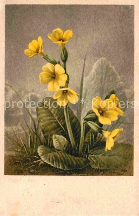 Blumen Schlüsselblume