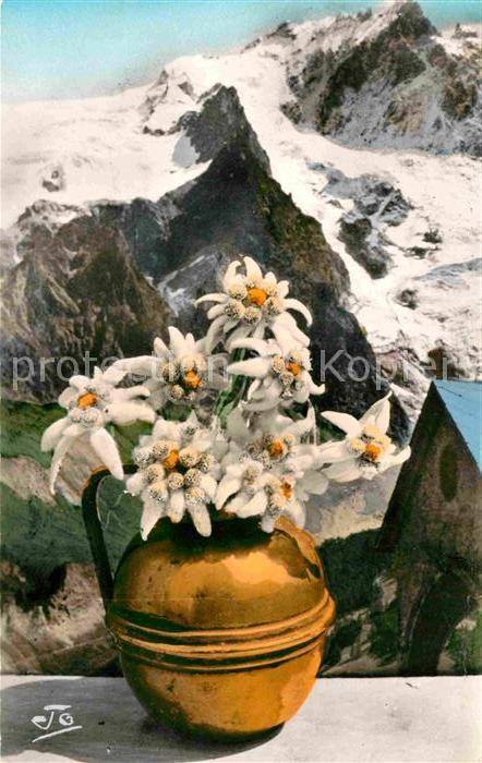 Edelweiss