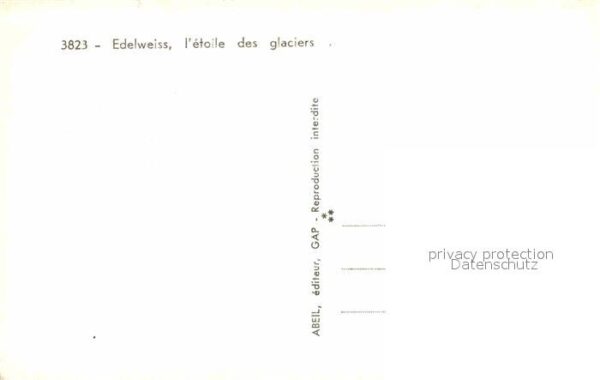 Edelweiss – Bild 2