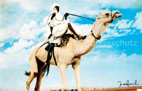 Kamel  Camel Chameau Algerie Les Meharistes