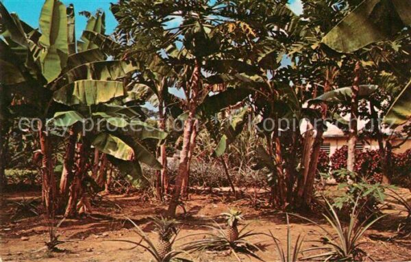 Bananen Banana Trees Pineapple Grown Puerto Ric