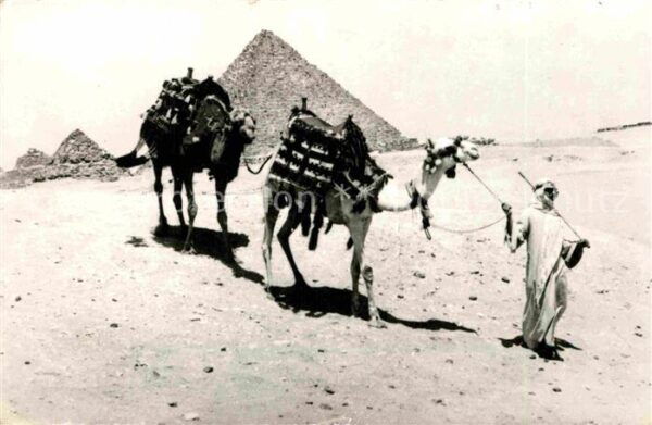 Kamel  Camel Chameau Pyramide