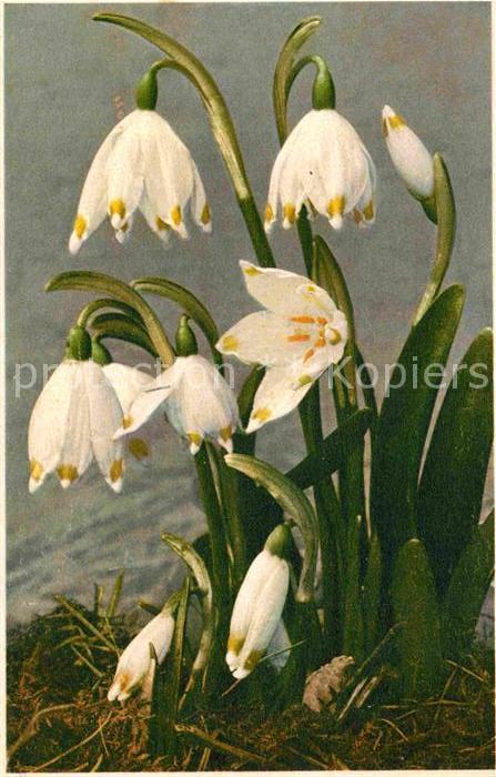 Blumen Grosses Schneeglöcklein Leucojum vernum