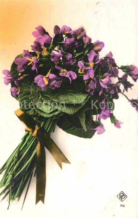 Blumen Veilchen