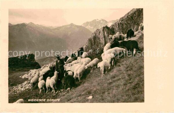 Hirte Weidende Schafe