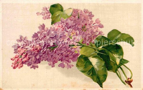 Blumen Flieder Litho
