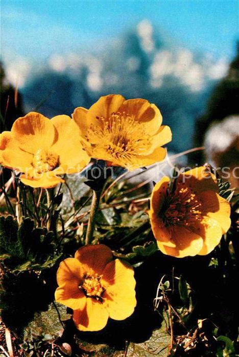 Blumen Bergnelkenwurz