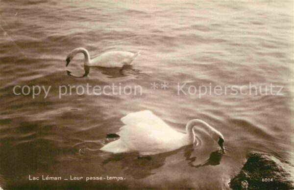 Schwan Lac Leman