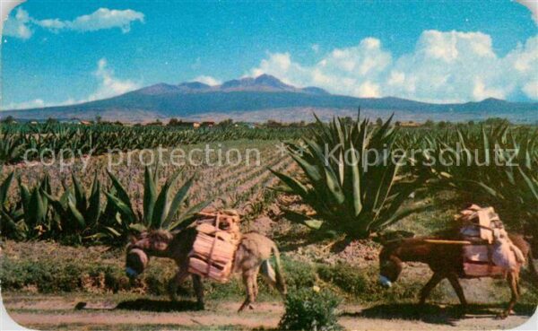 Esel Tiere Burros Maguey Nevada de Toluca Mexico