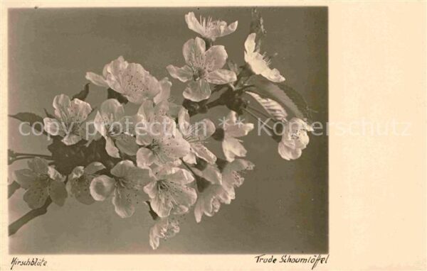 Blumen Kirschblüte Foto Trude Schaumlöffel