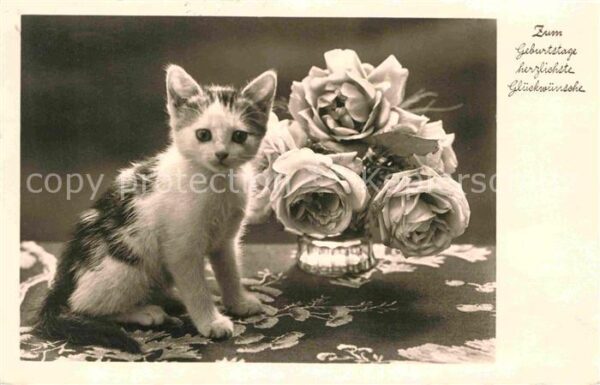 Katzen Geburtstag Rosen