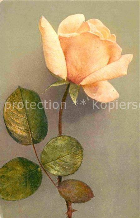 Rosen