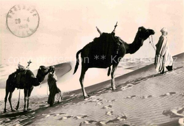 Typen Arabien Kamele Piste desertique