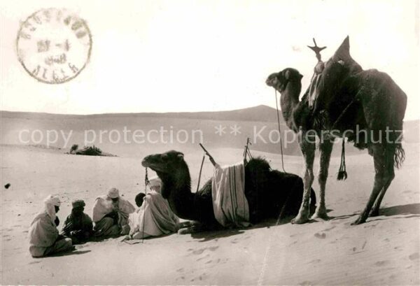 Kamel  Camel Chameau Halte en vue du Campement
