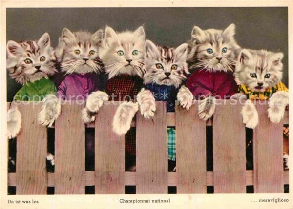 Katzen