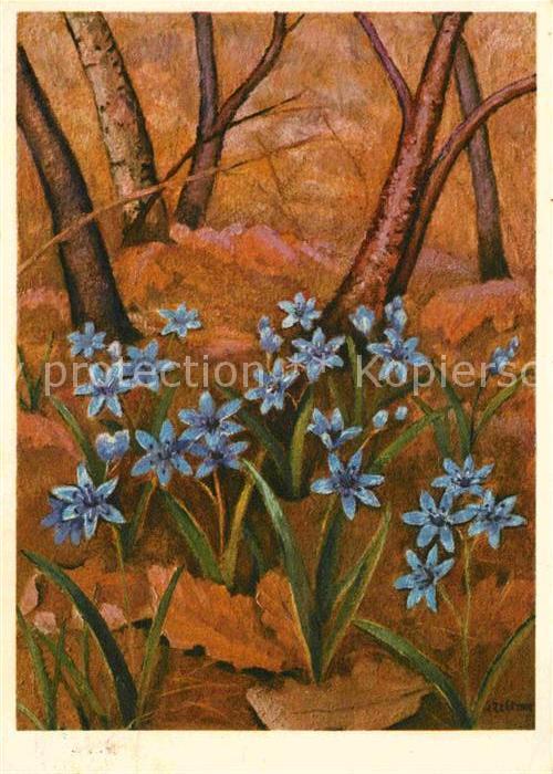 Zeltner C. Liliaceae Blaustern