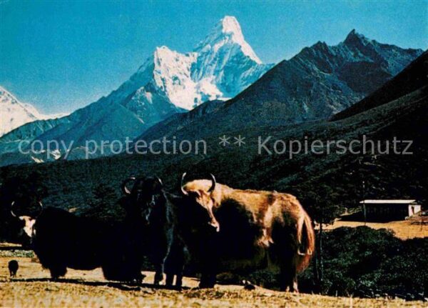 Kuehe Mt. Amadablam Yak Nepal