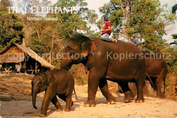 Elefant Thai Elephants Northern Thailand