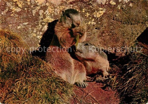 Murmeltier Marmottes