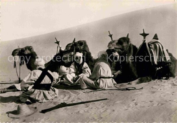 Typen Arabien Meharistes au Repos Kamele