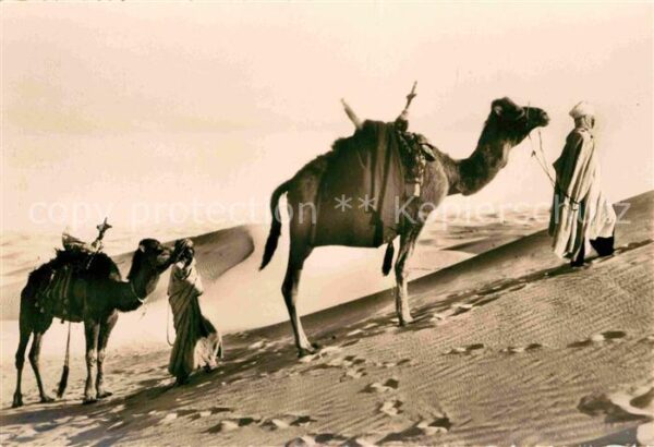 Typen Arabien Piste desertique Kamele