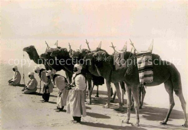 Kamel  Camel Chameau Meharistes en Priere