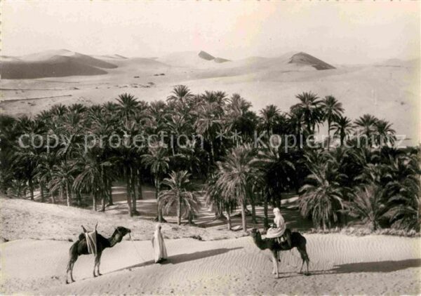 Typen Arabien Palmeraie dans le Sud Kamele