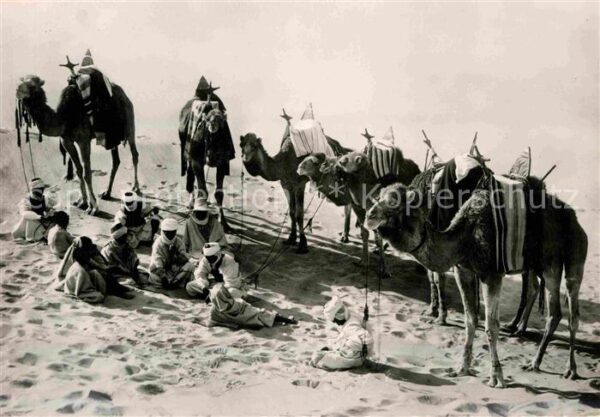 Kamel  Camel Chameau Patrouille