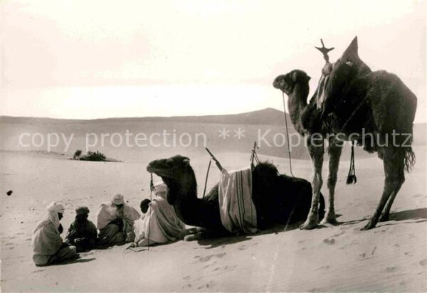 Kamel  Camel Chameau Halte Campament
