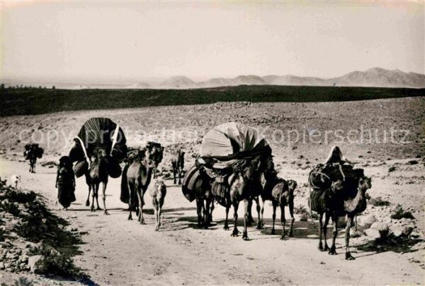 Kamel  Camel Chameau Famille nomade en transhumance