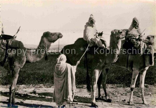 Kamel  Camel Chameau Les Rekkas