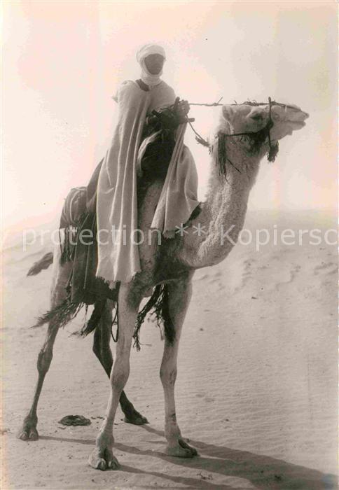 Kamel  Camel Chameau Meharide