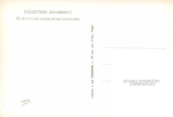 Kamel  Camel Chameau Meharide – Bild 2