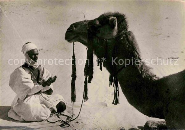 Kamel  Camel Chameau Homme prie Bete medite