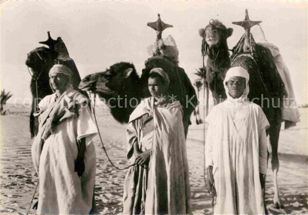 Typen Arabien Type de Chameliers