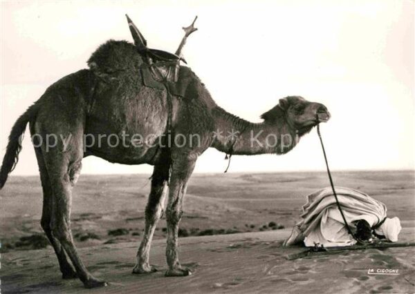 Kamel  Camel Chameau Derniere priere